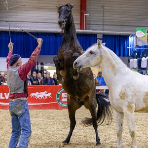 Reitsportmesse Gießen 2023, Messeimpression