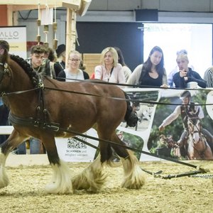 Reitsportmesse Gießen 2022, Messeimpression