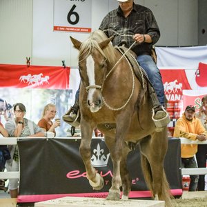 Reitsportmesse Gießen 2022, Messeimpression