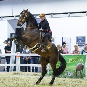 Reitsportmesse Gießen 2022, Messeimpression