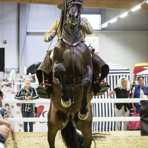 Reitsportmesse Gießen 2022, Messeimpression