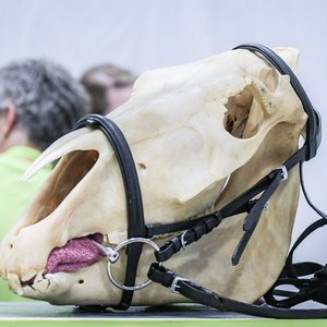 Reitsportmesse Gießen 2022, Messeimpression