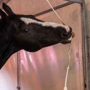Reitsportmesse Gießen 2023, Messeimpression