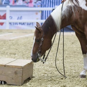 Reitsportmesse Gießen 2022, Messeimpression