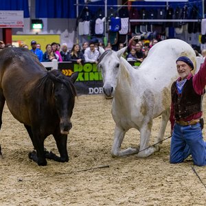 Reitsportmesse Gießen 2023, Messeimpression
